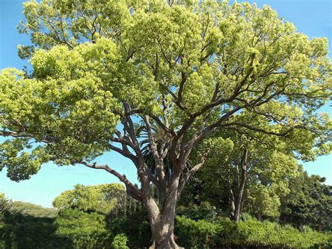 Camphor Tree – Santa Barbara Beautiful