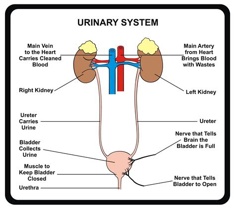 Baliga Diagnostics Pvt Ltd Fever and burning when passing urine - Understanding Urinary Tract ...