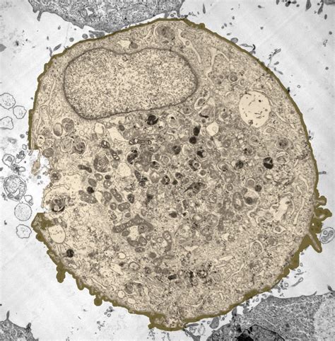 What Was The First Cell Viewed By The Light Microscope