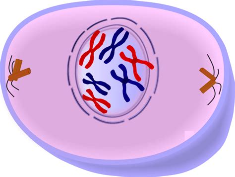 Mitosis: What are the phases of mitosis?