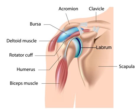 Torn Labrum Shoulder - The Symptoms and Treatment