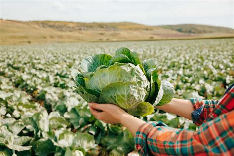 Nagaland Organic Farming: For Vegetables, Herbs, Fruits, Millets, Crops, Livestock, and Aquaculture