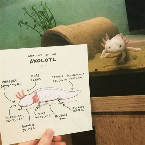 Anatomy Of An Axolotl Card Axolotl Axolotl Tank Axolotl Care | Images and Photos finder