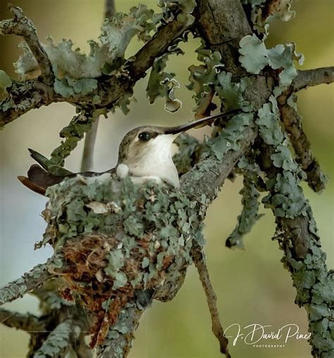 Hummingbird Nesting Photograph by David Pine - Fine Art America