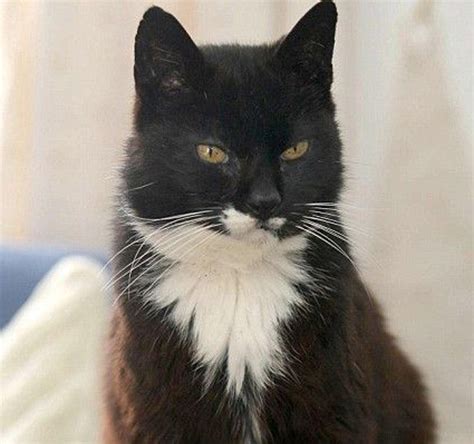 The Oldest Cat Ever! - Land of Cats