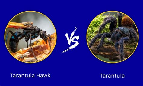 Tarantula Hawk vs Tarantula: ใครจะชนะในการต่อสู้? | Newagepitbulls