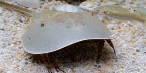 Horseshoe crab | Smithsonian's National Zoo