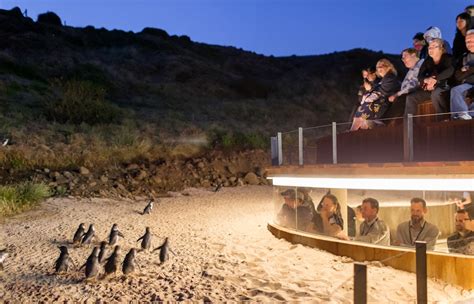 Book Phillip Island Nature Parks Tickets | Exclusive Offers | Updated 2021