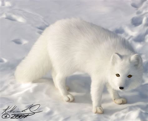 Arctic Fox Wallpapers - Wallpaper Cave