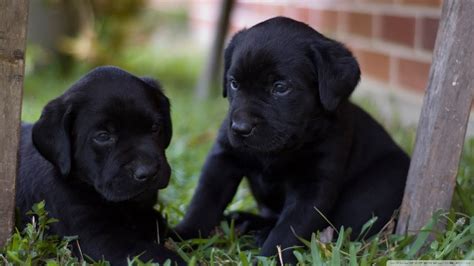 Black Labrador Retriever puppy playing 6 weeks Cute explosion - YouTube