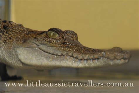 Review: Crocosaurus Cove Darwin - Family Attractions | Little Aussie Travellers