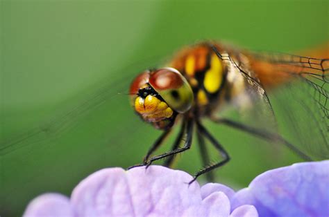 Photos Taken With Canon 100Mm Macro Lens - Ef 100mm F 2 8l Macro Is Usm Lens Canon New Zealand ...