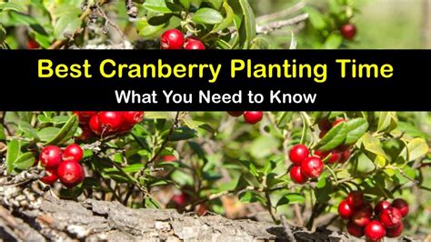 Cranberry Growing - Fast Tips for the Best Time to Plant Cranberries