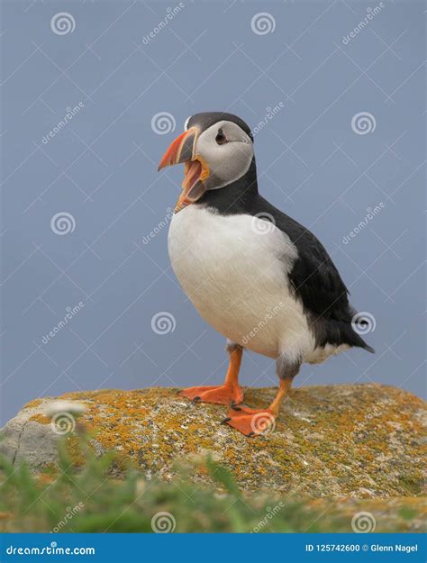 Atlantic Puffin with Open Mouth Stock Photo - Image of arctica, body: 125742600