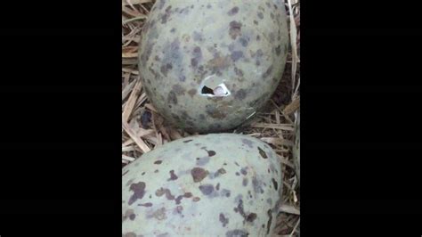 Seagull egg hatching - YouTube