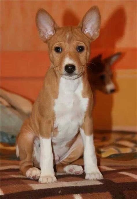 32 best Basenji Puppies images on Pinterest | Cubs, Doggies and Puppies