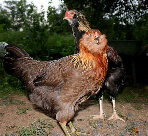 15 Popular Breeds of Chickens for Raising as a Backyard Flock | The Self-Sufficient Living