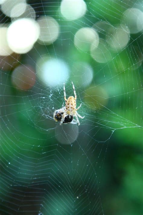 Spider Web, Green, Invertebrate, Spider Picture. Image: 134213647