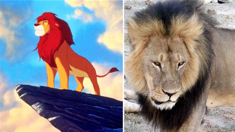 VIDEO: Watch as 'Lion King' animator draws touching memorial for Cecil ...