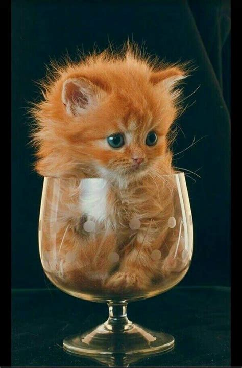 ein Glas Katze #cuteteacuppuppies (With images) | Cute animals, Cute cats, Cute baby animals