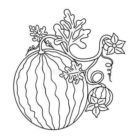 Watermelon Plant Coloring Page