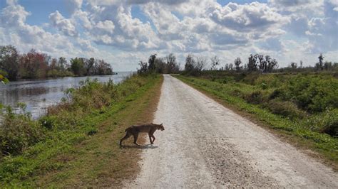 Nature Preserve «Lake Apopka Wildlife Drive», reviews and photos, 2803 ...