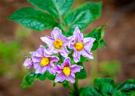 Potato Flowers | These flowers are on a potato plant in out … | Flickr