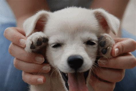 Puppy Animated GIF