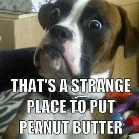 That's a strange place to put peanut butter... Funny Dog Memes, Funny Animal Memes, Cute Funny ...