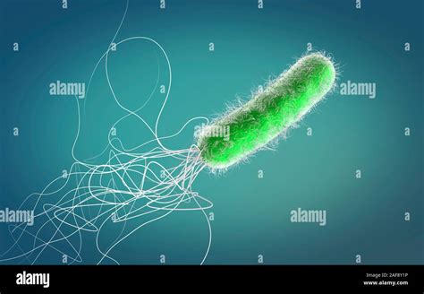 Pseudomonas aeruginosa bacterium, illustration Stock Photo - Alamy