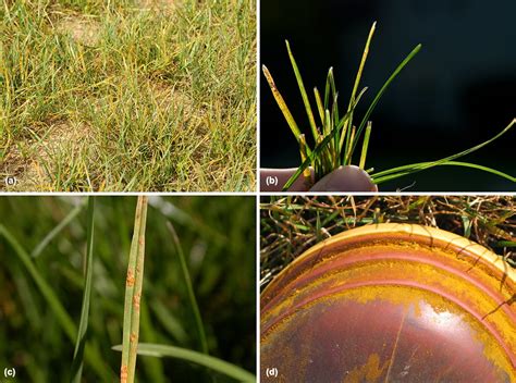 Rust | Penn State Turfgrass Pest Diagnostic Lab