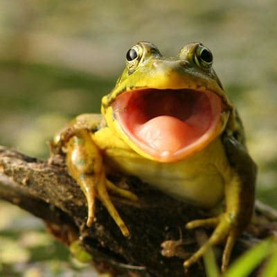 Frogs With Human Teeth