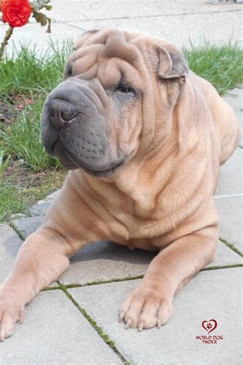 a large brown dog laying on top of a sidewalk next to a red flower bush