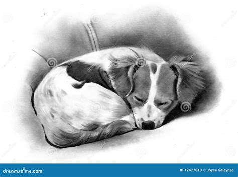 Pencil Drawing Of A Sleeping Dog Stock Photo - Image: 12477810