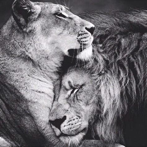 yolivivi | Lion love, Female lion, Lions