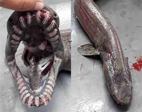 Prehistoric Rare Frilled Shark Caught Off Coast in Portugal - Thrillist