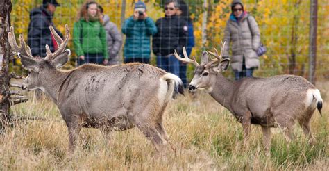 Yukon Wildlife Preserve | Travel Yukon - Yukon, Canada | Official Tourism Website for the Yukon ...