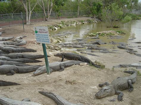 Gator Farm - Miami Photo (43616) - Fanpop