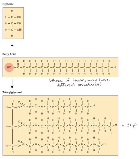 Describe The Chemical Makeup Of Lipids | Saubhaya Makeup