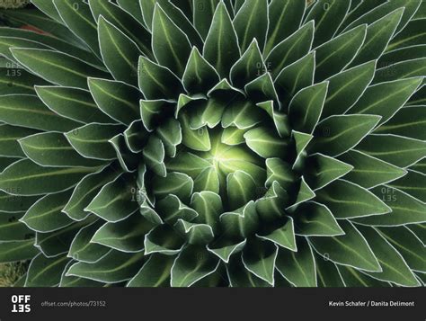 Close up of a Giant Lobelia (Lobelia deckenii keniensis) stock photo - OFFSET