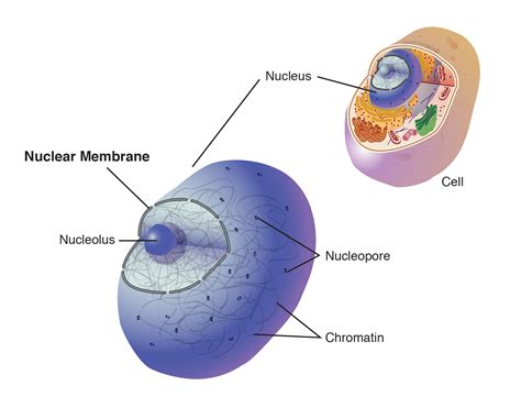 Nuclear Membrane