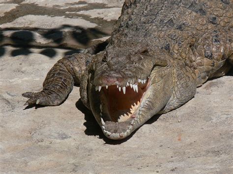 Philippine Crocodile: 8 Extraordinary Efforts to Save This Endangered Species - Eco Chatters