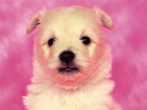 Cute Puppy Dog Wallpaper | Wallpaper ME