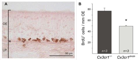 BrdU labelling of intraepithelial progenitor cells. ( A ) Typical image ...