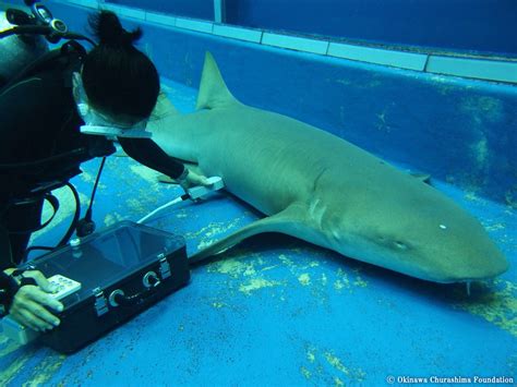 Baby Shark Filmed Swimming Around Inside Its Mother - The Atlantic