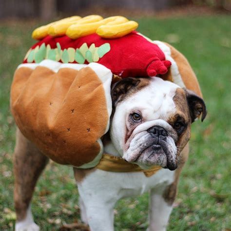 16++ English Bulldog Costumes Halloween [Size]