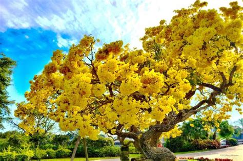 Mengenal Bunga Tabebuya, Tanaman yang Indah dan Mirip Sakura ...