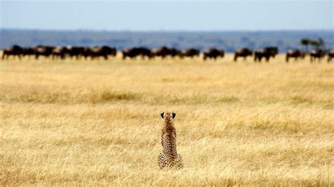 10 Beautiful Serengeti National Park Images