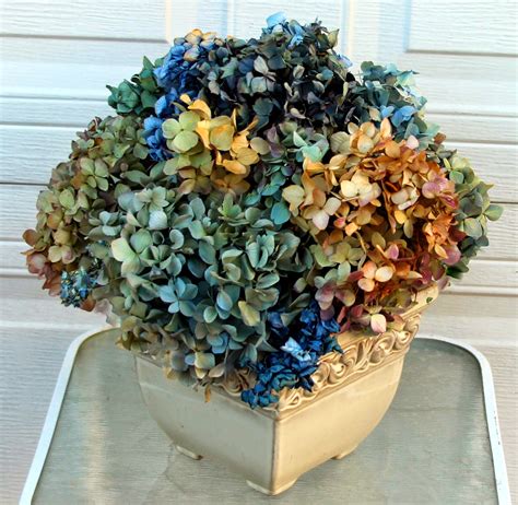 DRIED HYDRANGEAS - Fall arrangements that last for years - Sowing the Seeds