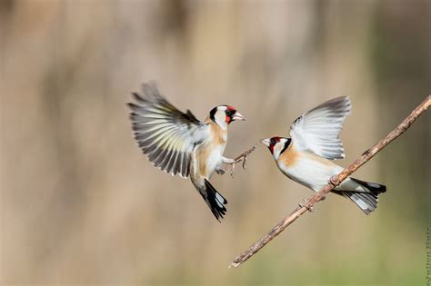 European Goldfinch Care Sheet | Birds Coo